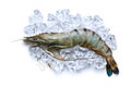Tiger shrimp on ice cubes Royalty Free Stock Photo