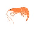 Tiger shrimp logo. Isolated shrimp on white background. Prawns