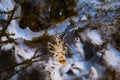 Tiger Shrimp Phyllognathia ceratophthalmus Royalty Free Stock Photo