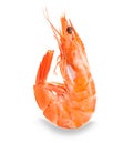 Tiger shrimp. Prawn isolated on a white background. Royalty Free Stock Photo