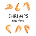 Tiger shrimp. Seamless pattern made from Prawn isolated on a white background. Seafood seamless pattern with shrimps Royalty Free Stock Photo