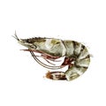 Tiger Shrimp, watercolor isolated illustration of a crustacean.