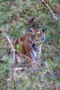 Tiger in shrub