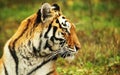 Tiger Royalty Free Stock Photo