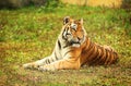 Tiger Royalty Free Stock Photo