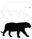 Tiger silhouette - largest cat species