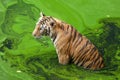 A tiger sits in a pool of green water