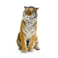 Tiger sitting