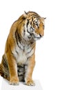 Tiger sitting Royalty Free Stock Photo