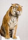 Tiger sitting Royalty Free Stock Photo