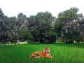 Tiger Sitting on a grass in Forest. Wildlife image of a beautiful Tiger in forest sitting and looking ahead.