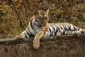 Tiger sitting near water hole on the rock at Tadoba National Park. Bold, Beautiful and Ferocious Tiger giving pose.