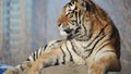 A tiger is sitting on a rock with a blur background Royalty Free Stock Photo