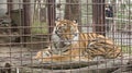 A tiger is sitting sad in an iron cage