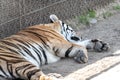 Paws feet ; Harbin siberia tiger park attraction, live animals in natural environment protected day Royalty Free Stock Photo