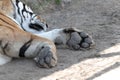 Paws feet ; Harbin siberia tiger park attraction, live animals in natural environment protected day Royalty Free Stock Photo