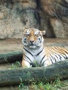 A tiger is sitting on a tree trunk in a glass cage Royalty Free Stock Photo