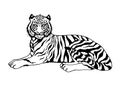 Tiger sitting vector illustration design hand drawing art