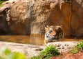 Tiger sitting in water gazing out in the afternoon sun Royalty Free Stock Photo