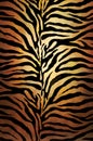 Tiger skin Royalty Free Stock Photo