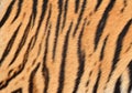 Tiger skin