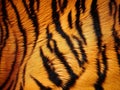 Tiger skin