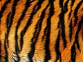 Tiger skin