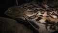 Tiger skin details close up Royalty Free Stock Photo