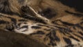 Tiger skin details close up Royalty Free Stock Photo