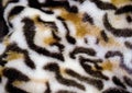 Tiger skin pattern conch design Royalty Free Stock Photo