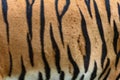 Tiger skin texture.