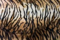 tiger skin or tiger leather texture stripe pattern closeup background