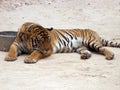 Tiger Sleeping