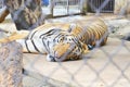 tiger sleeping in cage