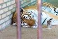 Tiger sleeping in a cage close-up. Wild cat in captivity. Royalty Free Stock Photo