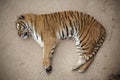 Tiger sleeping on the floor