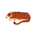 Tiger sleeping on the floor, wild cat, predator cartoon vector Illustration on a white background Royalty Free Stock Photo