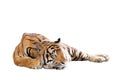 Tiger Royalty Free Stock Photo