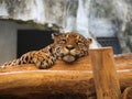 Tiger sleeping on the wood