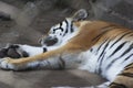 A tiger sleeping in a zoo