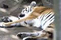 A tiger sleeping in a zoo