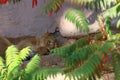 Tiger sleeping in zoo in nuremberg.