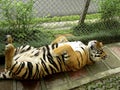 The tiger sleeps in the cage. Royalty Free Stock Photo