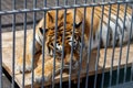 A tiger sleeps in a cage at the zoo Royalty Free Stock Photo