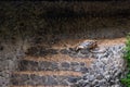 A tiger sleeps on the steps with fallen leaves in an abandoned park