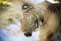 A Tiger Slinks Through the Jungle`s Dappled Sunlight Royalty Free Stock Photo