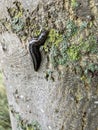 The tiger slug crawls along a tree