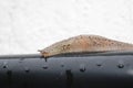 Tiger slug on a wet rail