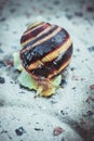 Tiger snail carefully crawling on the stone