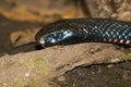 Tiger snake